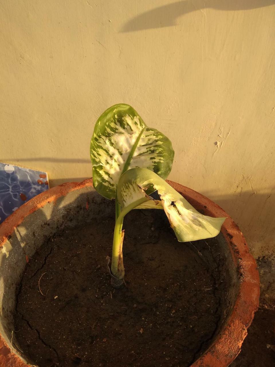 Shree Ram Homestay Orchha Ngoại thất bức ảnh